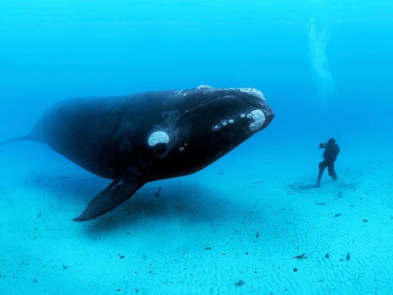 How to Save the Oceans