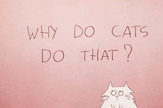 Why Do Cats Act So Weird?