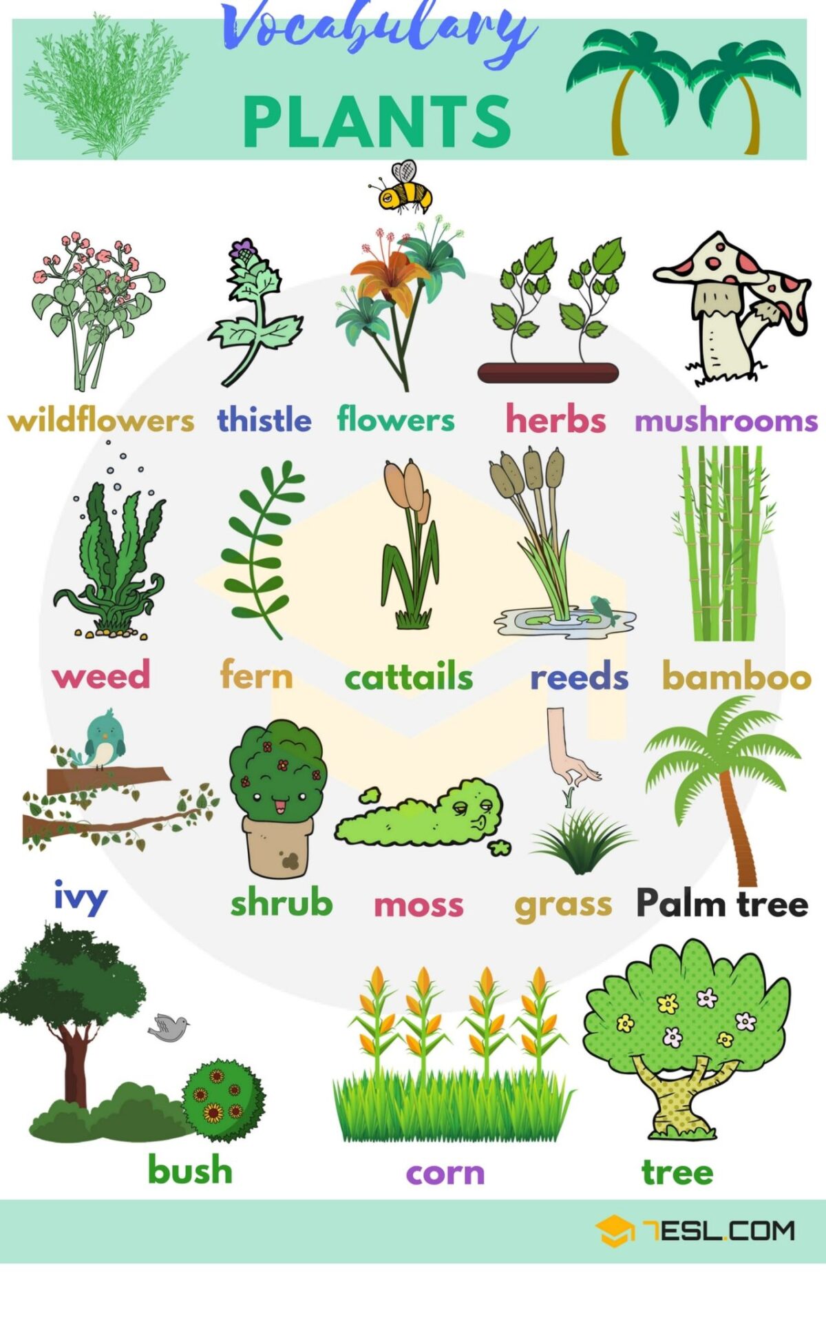 Plants Vocabulary TED IELTS